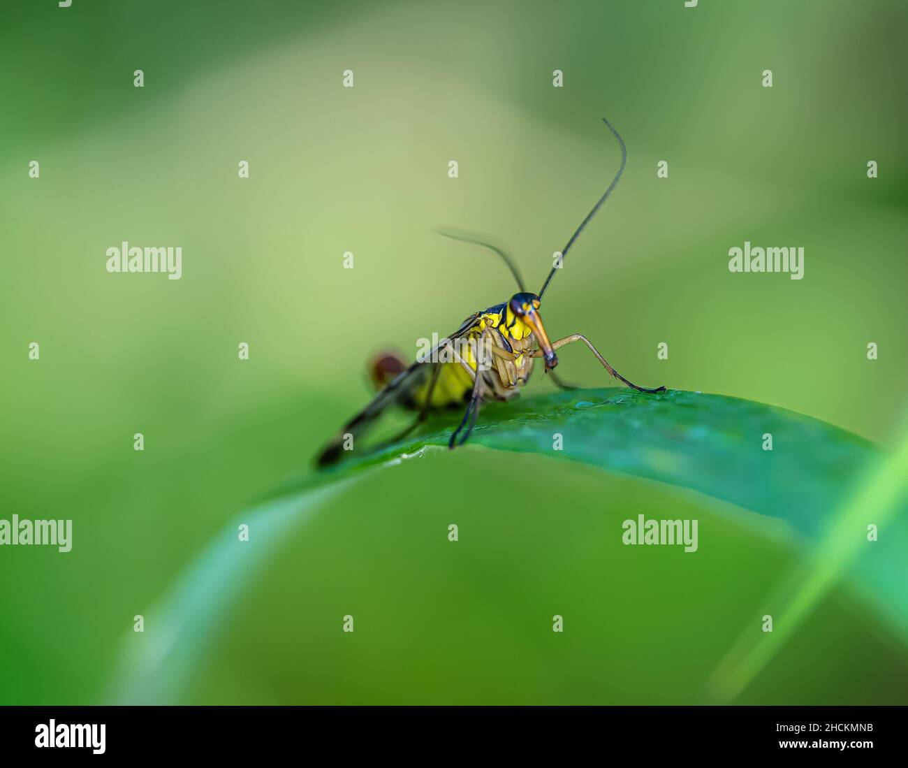 Selektive Fokusaufnahme einer gemeinen Skorpionfliege, die auf dem grünen Blatt steht Stockfoto