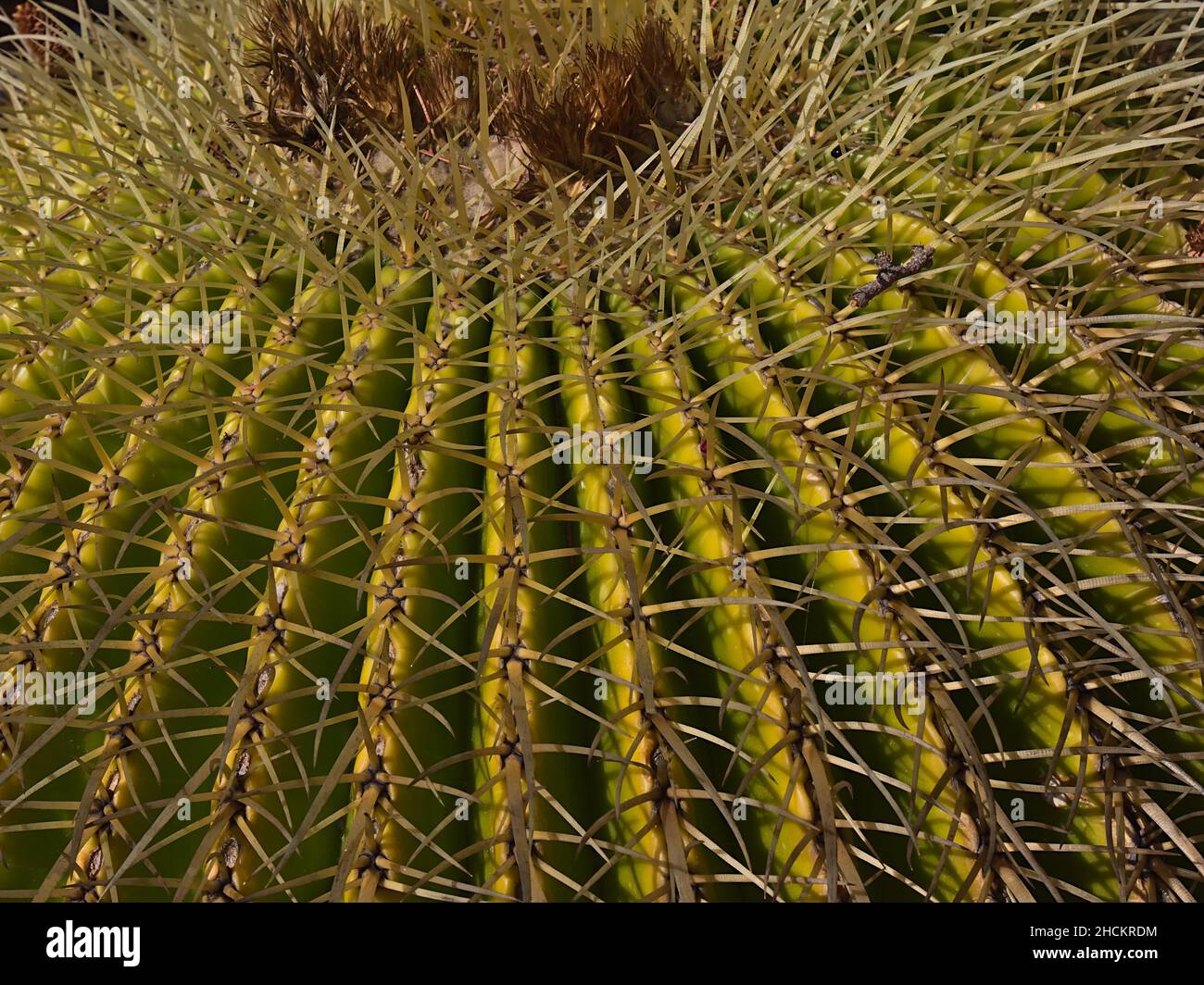 Schöne Nahaufnahme eines goldenen Fasskaktus (auch Goldkugel, Echinocactus grusonii) mit gelber Oberfläche und scharfen Stacheln in einem Garten. Stockfoto