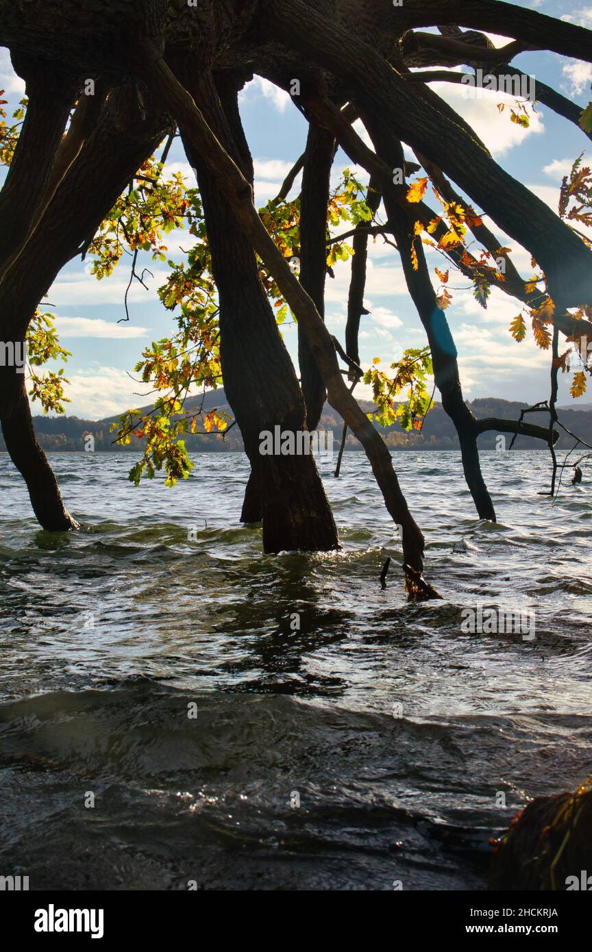Baum verzweigt im Wasser auf einem Baum, der in den Laacher See, einen Vulkanisee in Deutschland, übergefallen ist. Stockfoto