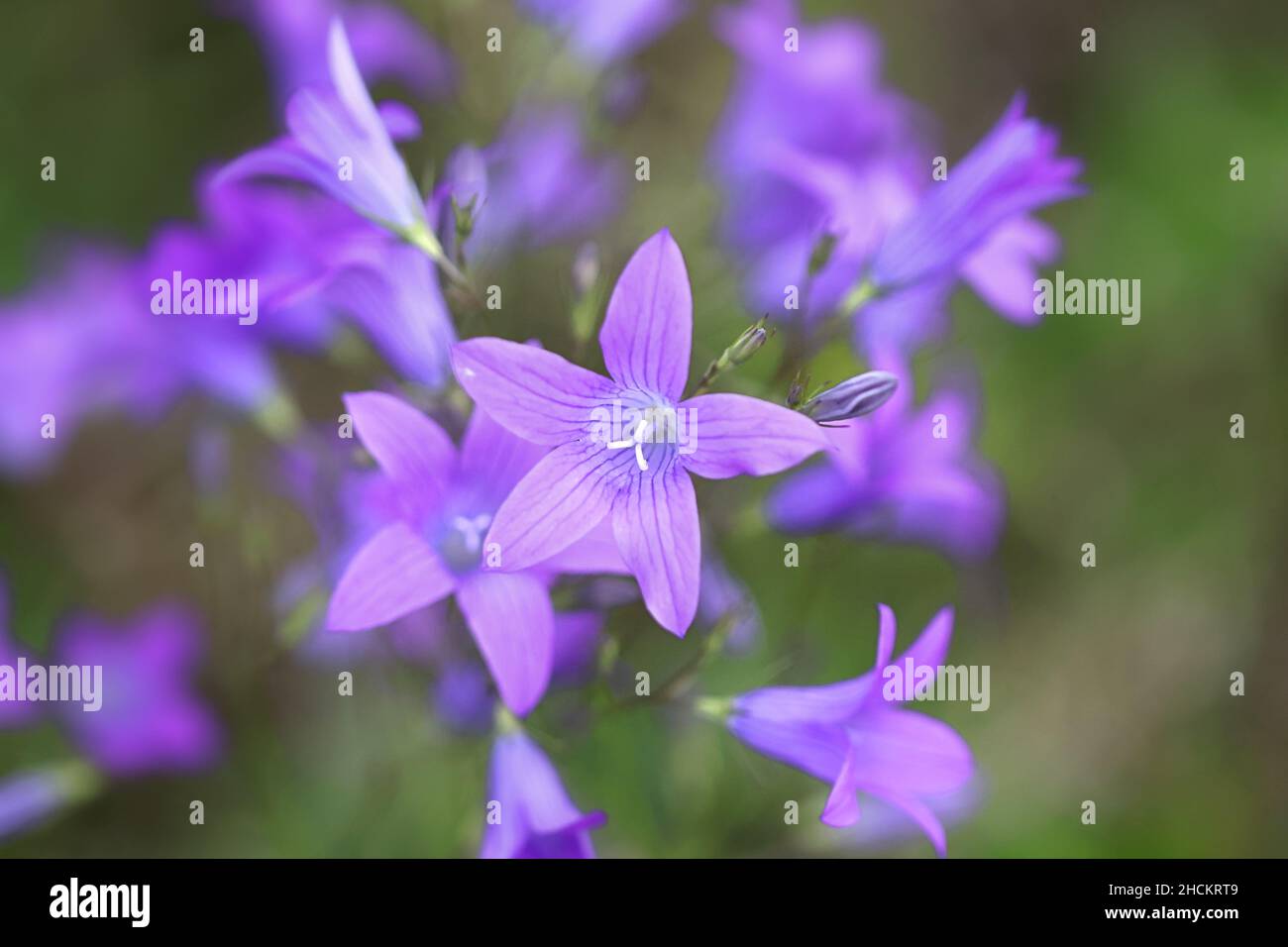 Campanula patula, bekannt als Spreading Bellflower, Wildblume aus Finnland Stockfoto