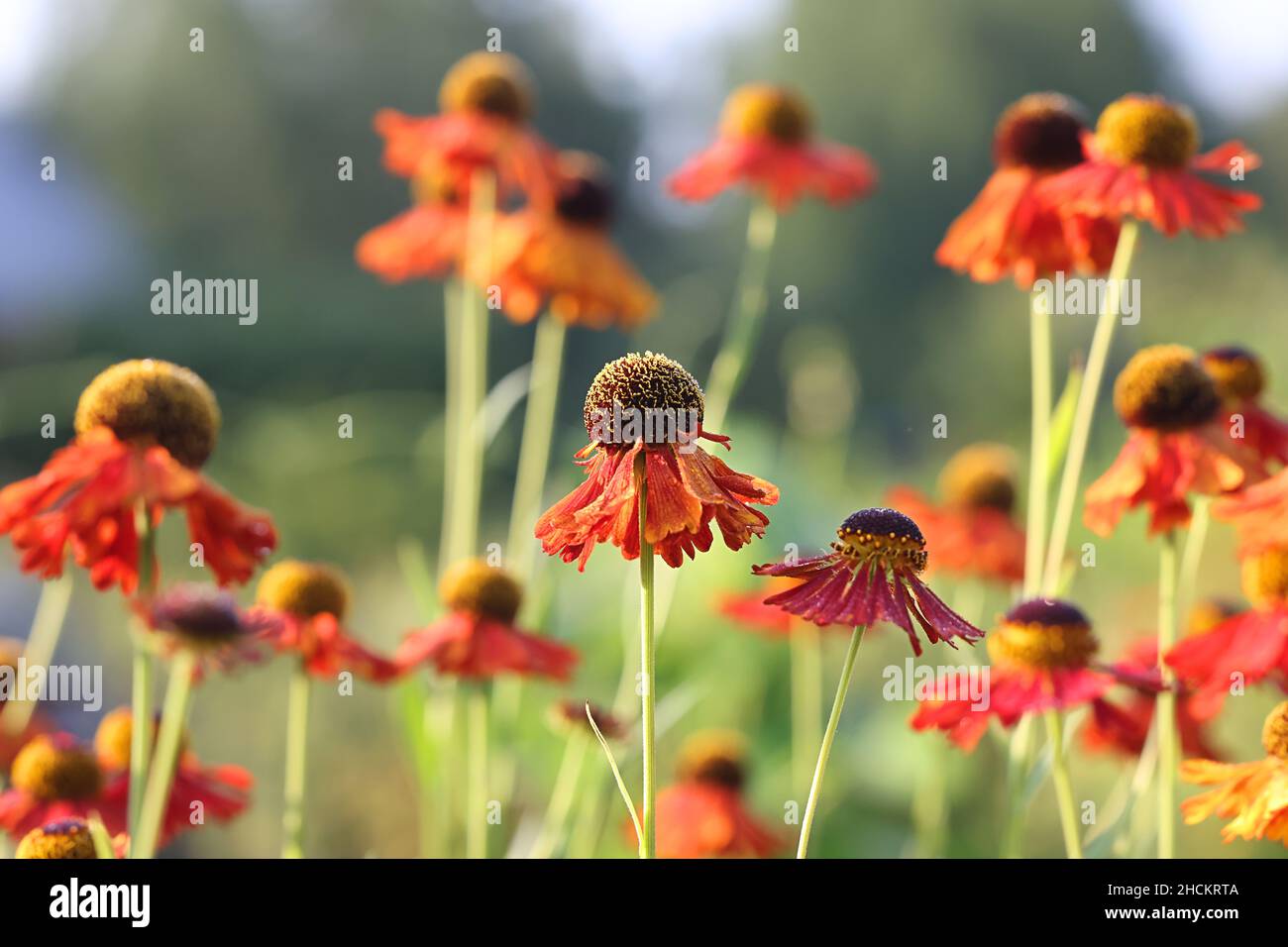 Helenium autumnale ‘Moerheim Beauty’, bekannt als gewöhnliche Niesen- oder großblütige Niesen-Gartenpflanze aus Finnland Stockfoto