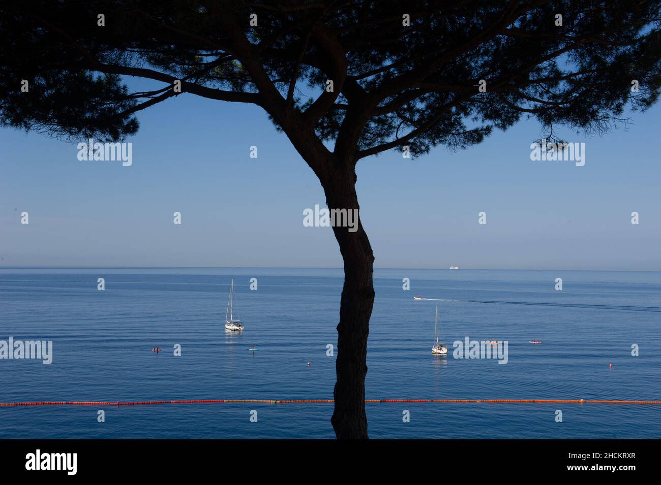 Europa, Italien, Stadt Camogli am Mittelmeer in Ligurien. Maritime Pine am Seeufer. Stockfoto