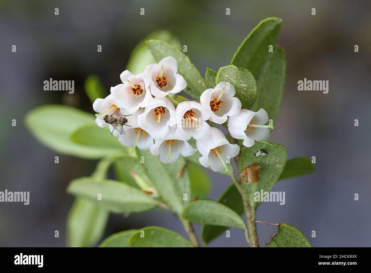 Vaccinium vitis-idaea, Blüten der Preiselbeere, essbare Waldbeerpflanze aus Finnland Stockfoto