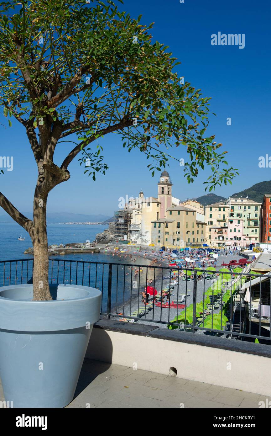 Europa, Italien, Stadt Camogli am Mittelmeer in Ligurien. Basilika Santa Maria Assunta und farbenfrohe Gebäude. Stockfoto