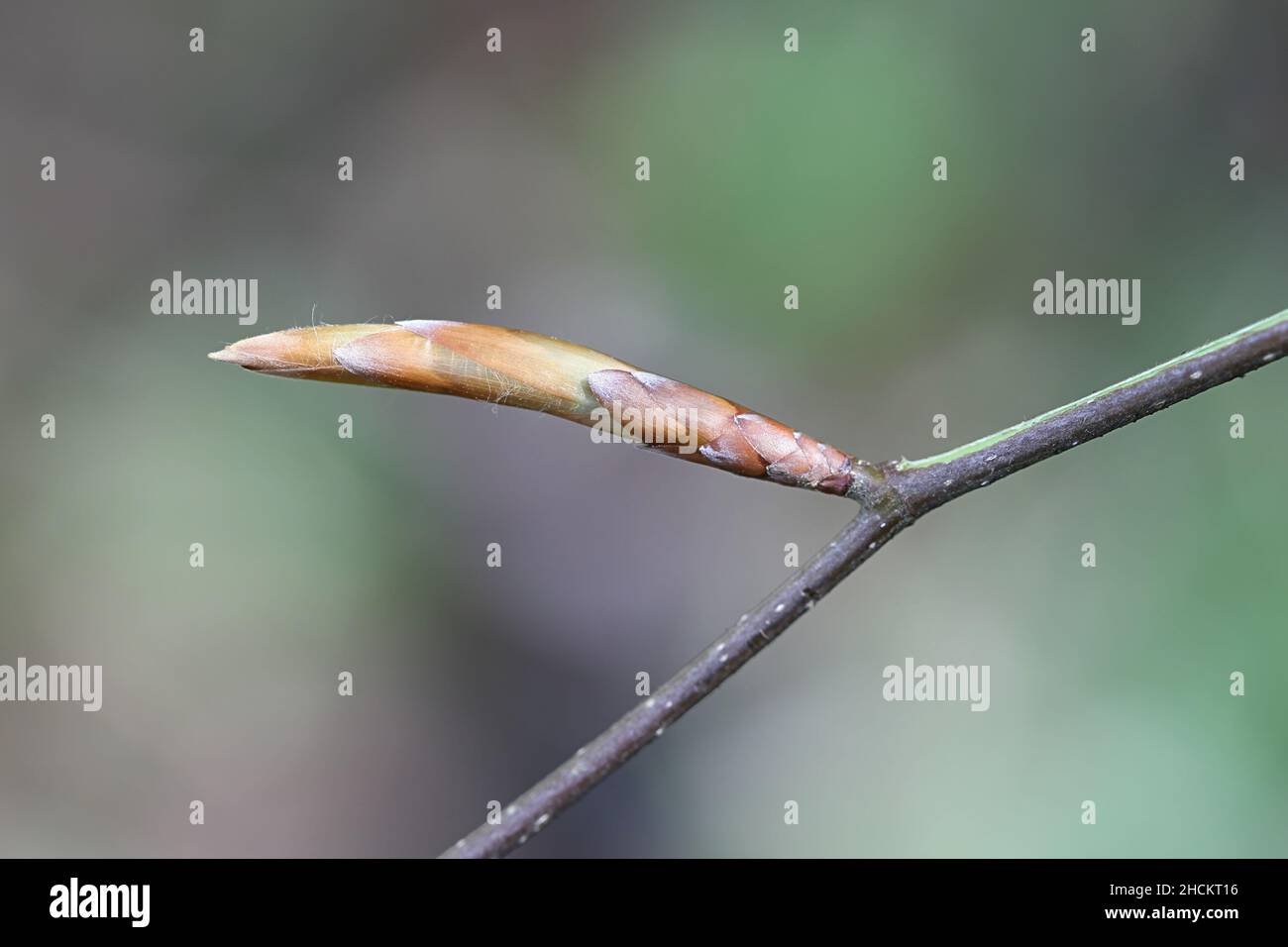 Fagus sylvatica, bekannt als europäische Buche oder gemeine Buche, Nahaufnahme von Blattknospen Stockfoto