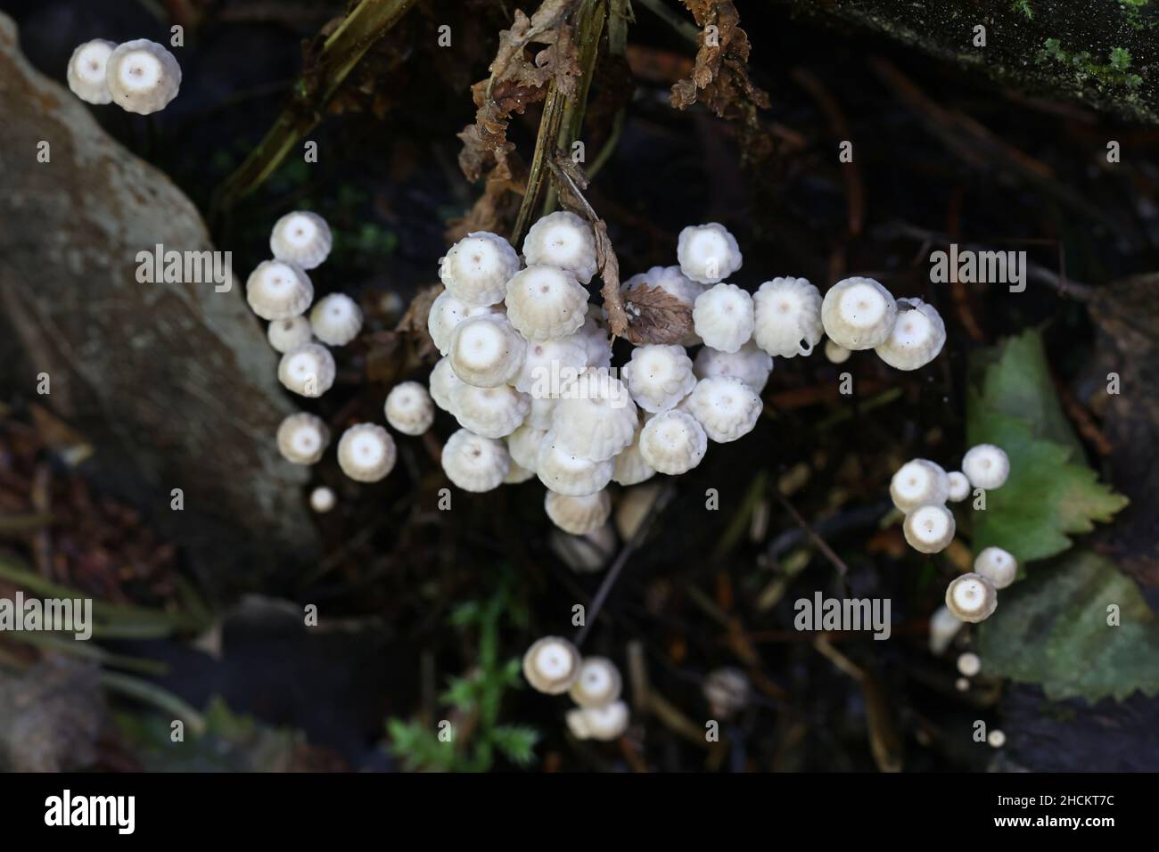 Marasmius rotula, bekannt als der Radpilz, der Radmarasmius, das kleine Rad, der Halsfallschirm oder der Haarpilz des Pferdes Stockfoto Marasmius rotula, bekannt als der Radpilz, der Radmarasmius, das kleine Rad, der Halsfallschirm oder der Haarpilz des Pferdes Stockfoto