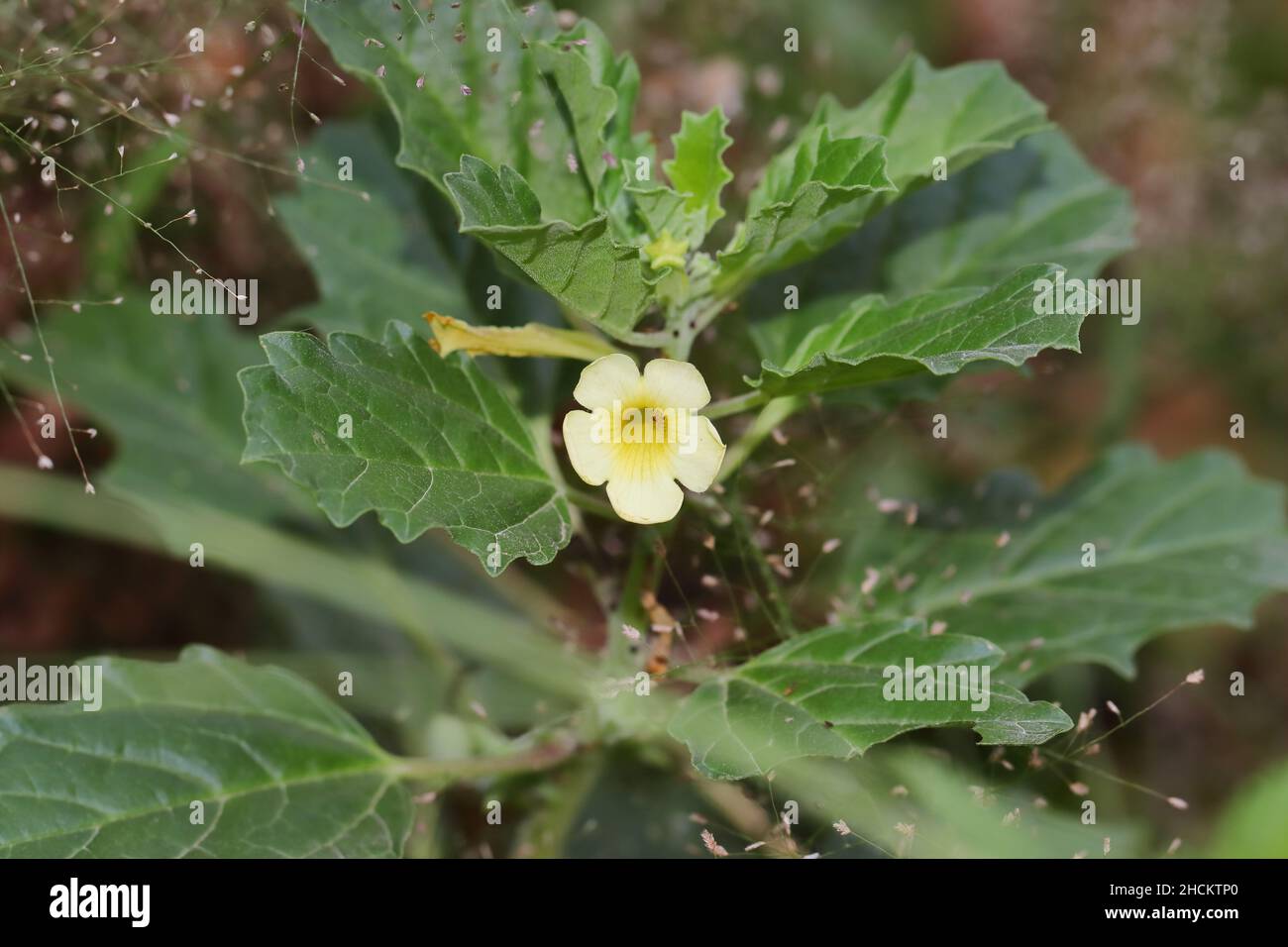 Nahaufnahme Foto der ayurvedischen Pflanze ashwagandha blühende Pflanze im Garten Stockfoto