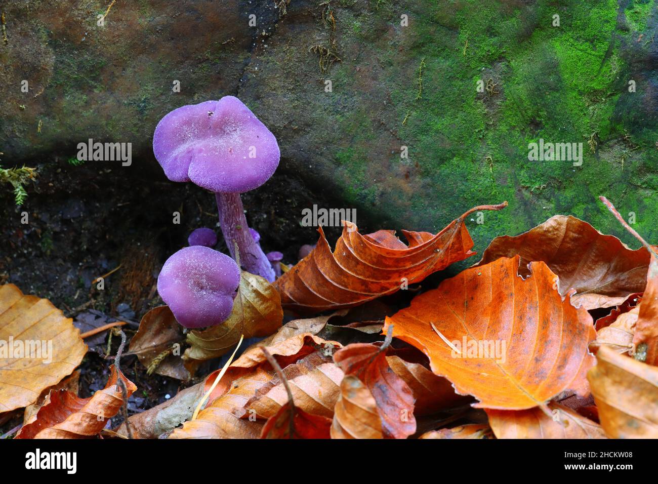 Lila Pilze wachsen neben einem Felsen mit abgestorbenen Blättern im Vordergrund. Hamsterley Forest, County Durham, England. Stockfoto