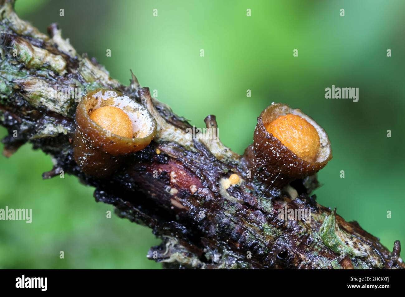 Bird's Nest - Pilz oder Bird's Nest Pilz, Crucibulum laeve Stockfoto