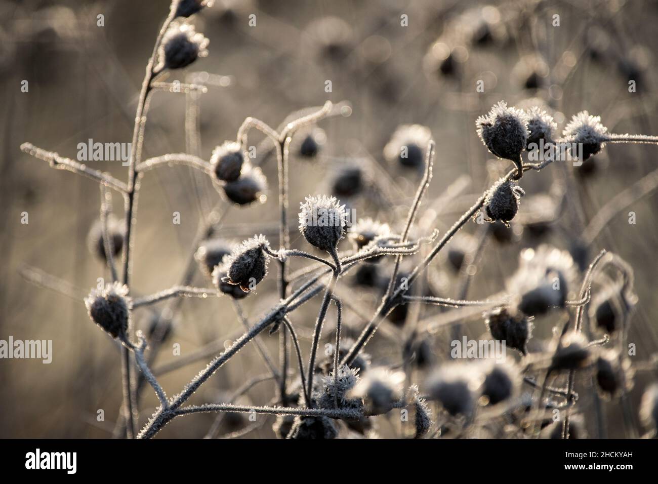 Samenschoten von Kirengeshoma mit Reim Stockfoto