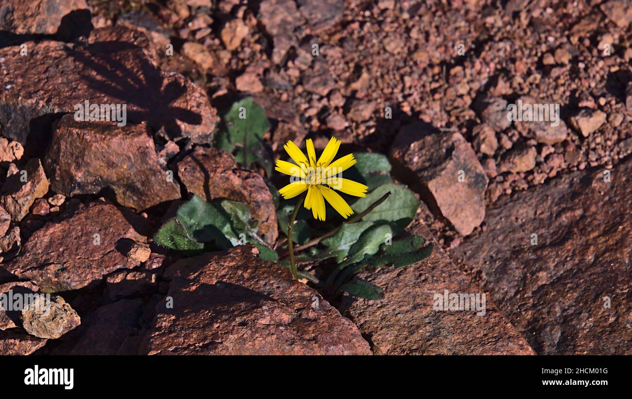 Einzelne gelbe Blume, die einen Schatten zwischen den roten Felsen von Cap Roux an der mittelmeerküste bei Saint-Raphael, an der französischen Riviera, wirft. Stockfoto