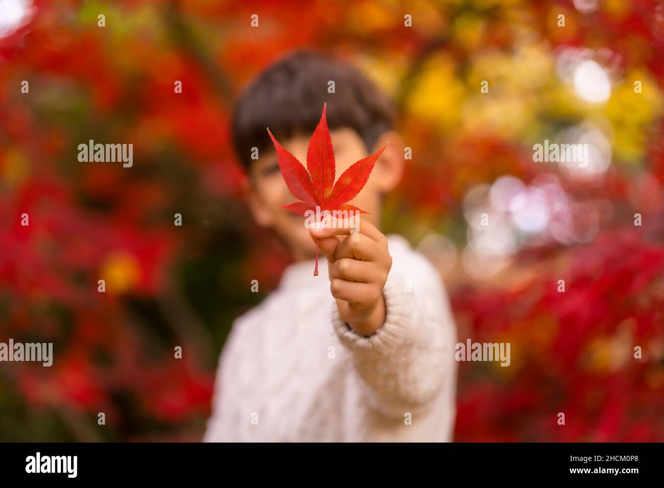 Ein Junge mit einem roten Blatt in der Hand in einem schönen Park im Herbst Stockfoto