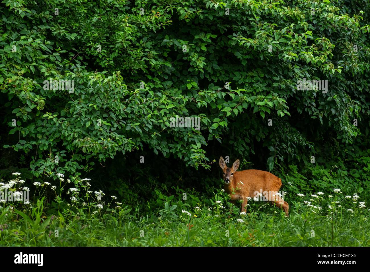 Europäischer Hirsch - Capreolus capreolus, gemeiner Hirsch aus europäischen Wäldern, Wäldern und Wiesen, Stramberk, Tschechische Republik. Stockfoto