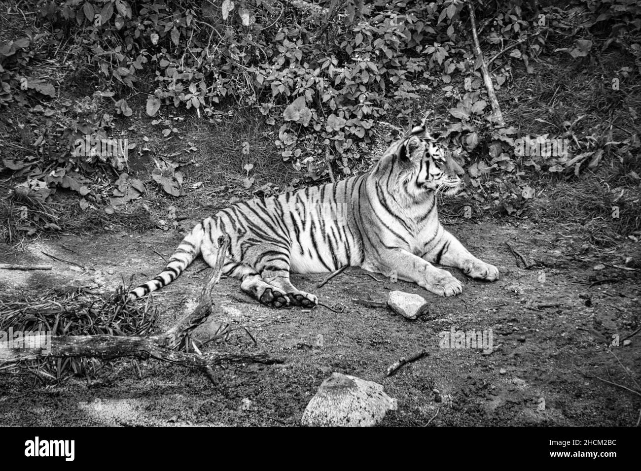 sibirischer Tiger, schwarz-weiß, entspannt auf einer Wiese liegend. Kraftvolle Raubkatze. Die größte Katze der Welt und vom Aussterben bedroht Stockfoto