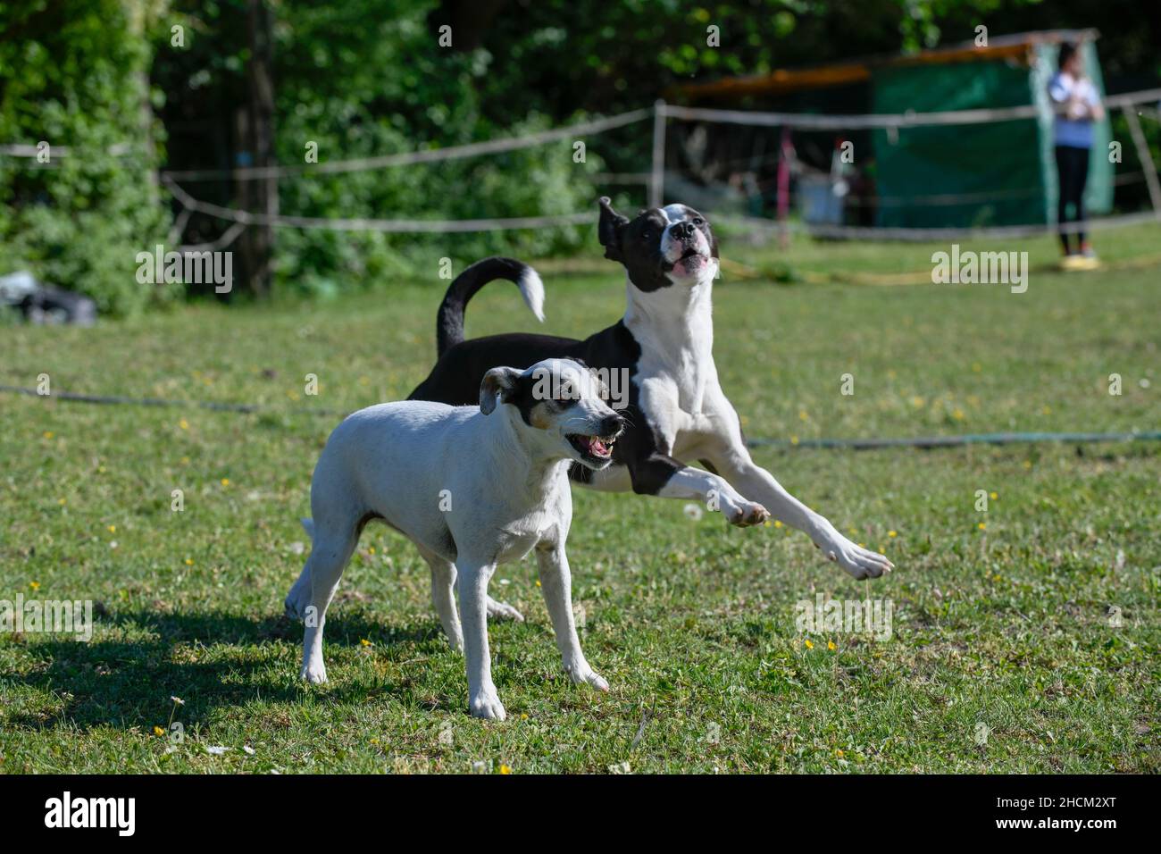 Zwei Hunde tummeln sich auf einer Wiese zusammen. Stockfoto