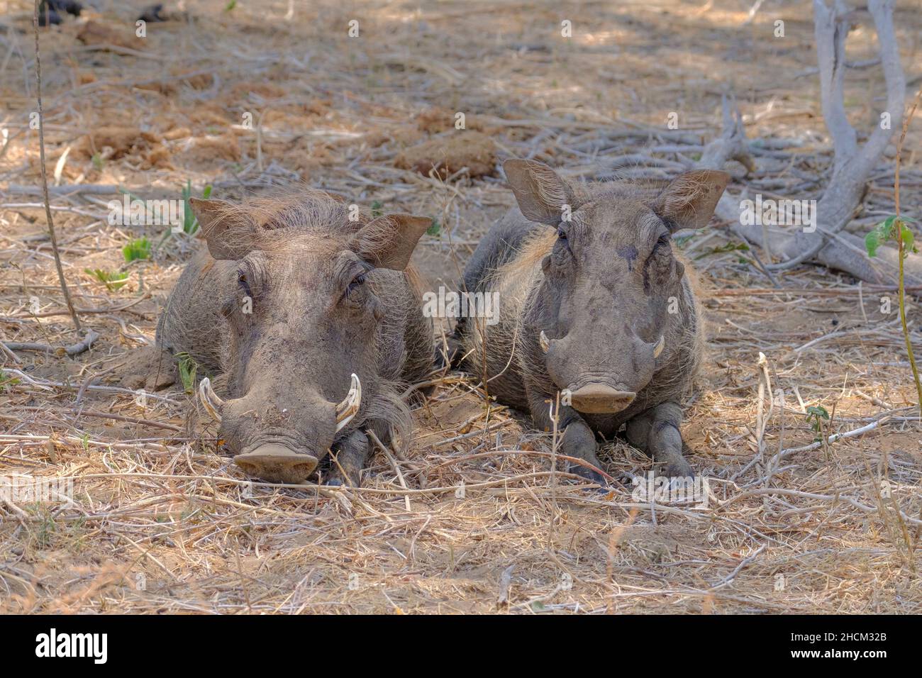 2 Warthogs (Phacochoerus africanus) blicken in die Kamera. Unterer Zambezi-Fluss, Sambia, Afrika Stockfoto