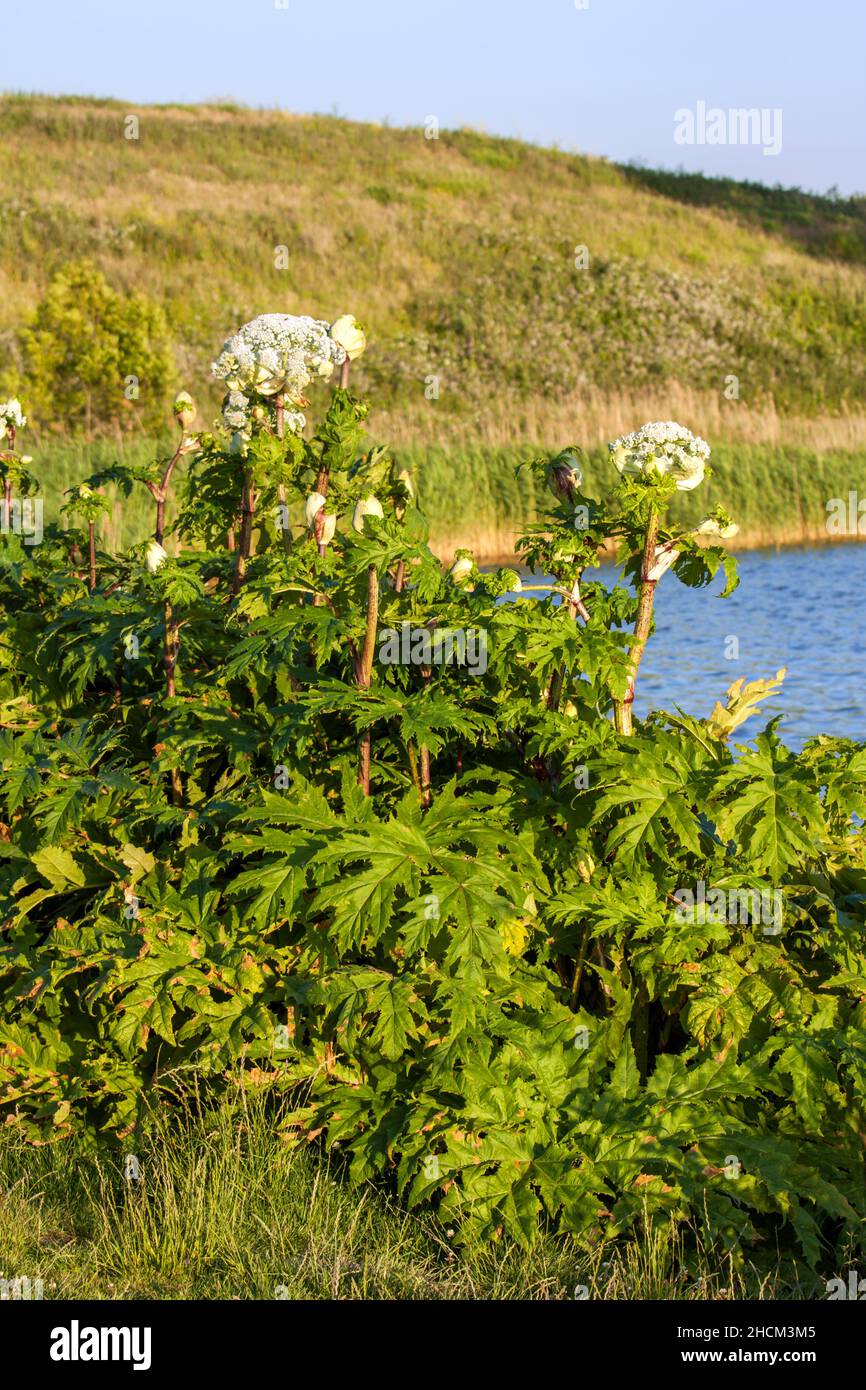 Blühender Riesengrautkraut, eine giftige invasive Pflanze Stockfoto