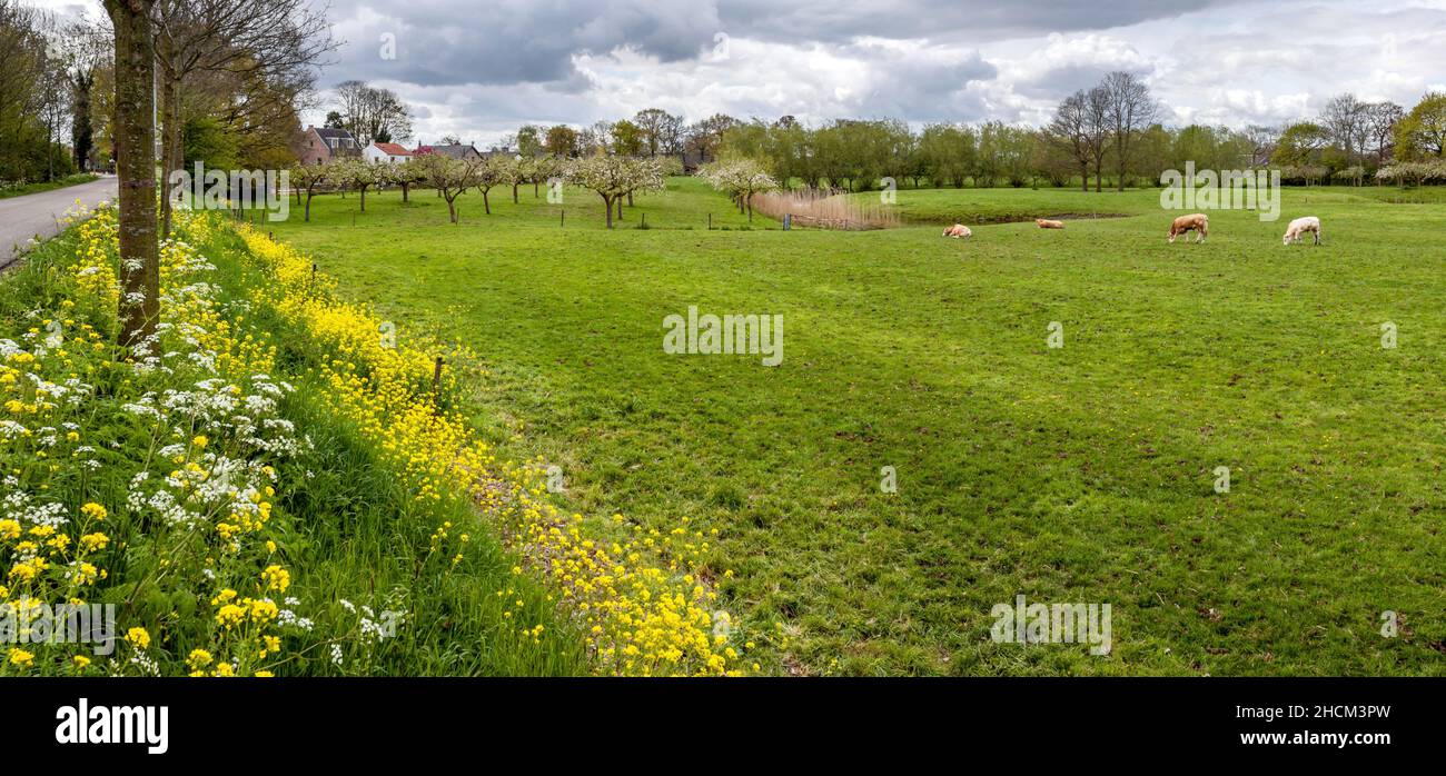 Straße auf dem Deich in einer typisch holländischen Landschaft Stockfoto