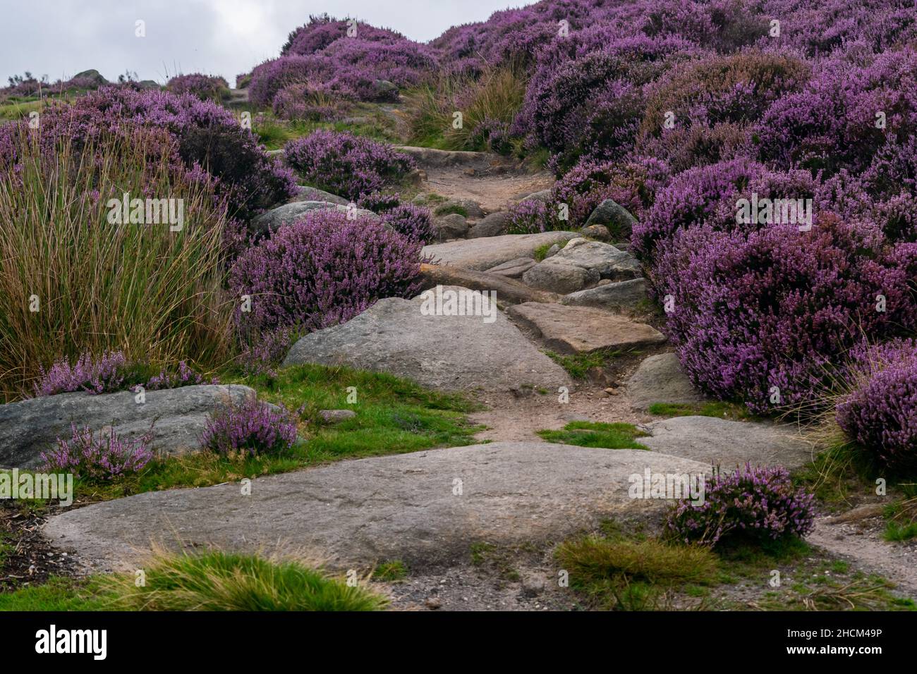 Felsiger Pfad vor Ihnen, umgeben von Gras und violetten Heidekraut. Der Weg führt den Hügel hinauf zum Rand des Peak District mit Blick auf das Derwent Reservoir Stockfoto