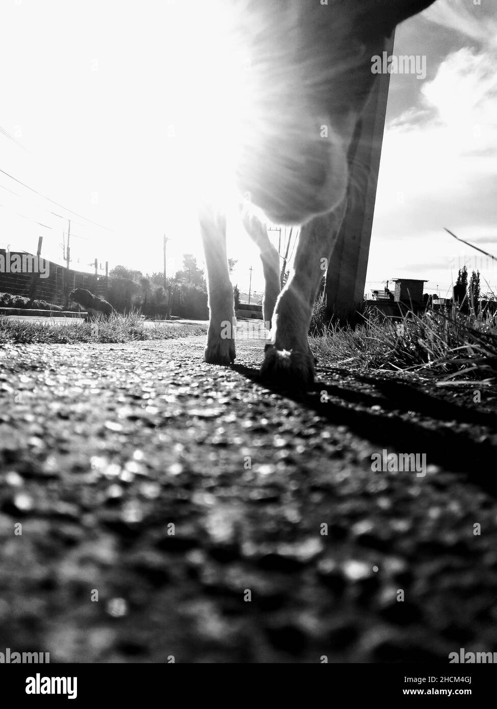 Graustufenaufnahme eines Hundes, der die Kamera bei strahlender Sonne riecht Stockfoto
