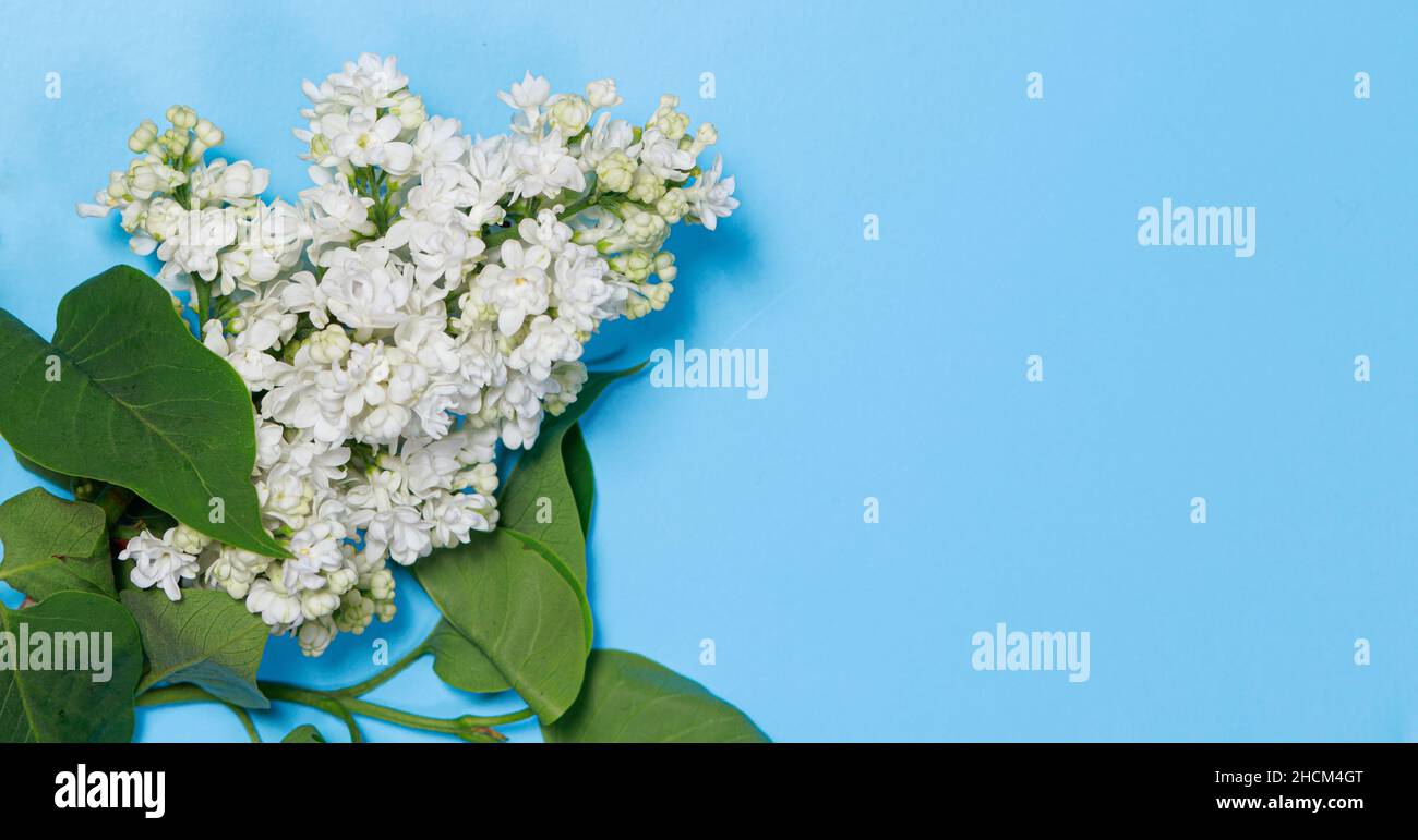 Ein schöner Zweig aus weißem Flieder und Blättern auf hellblauem Hintergrund mit Platz für ein Textbanner. Frühlingsrabatte und Feiertage. Stockfoto
