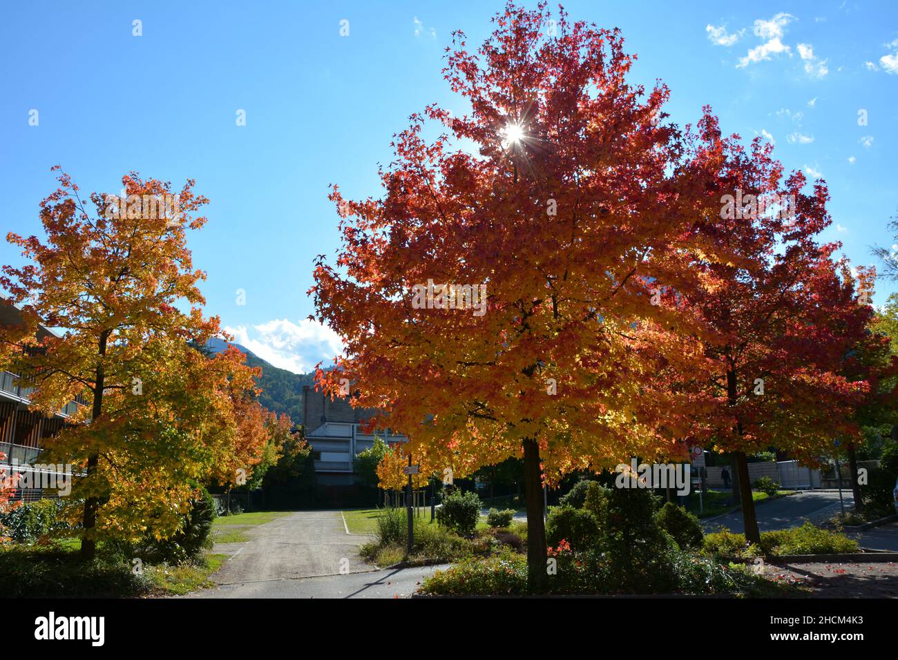 Laubbäume im Herbst Stockfoto