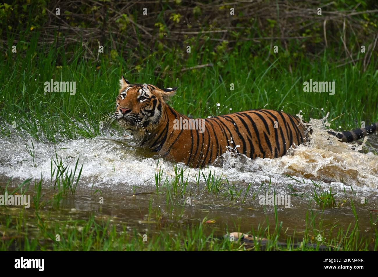 Niedlicher Tiger überquert einen Fluss in einem Dschungel Stockfoto