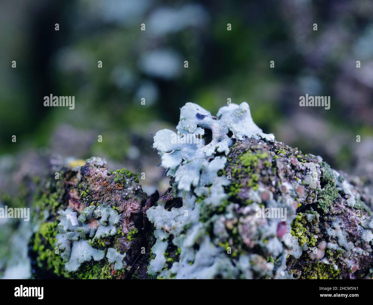 Selektiver Fokusschuss einer Baumrinde, die mit Physzie überwuchert ist Stockfoto