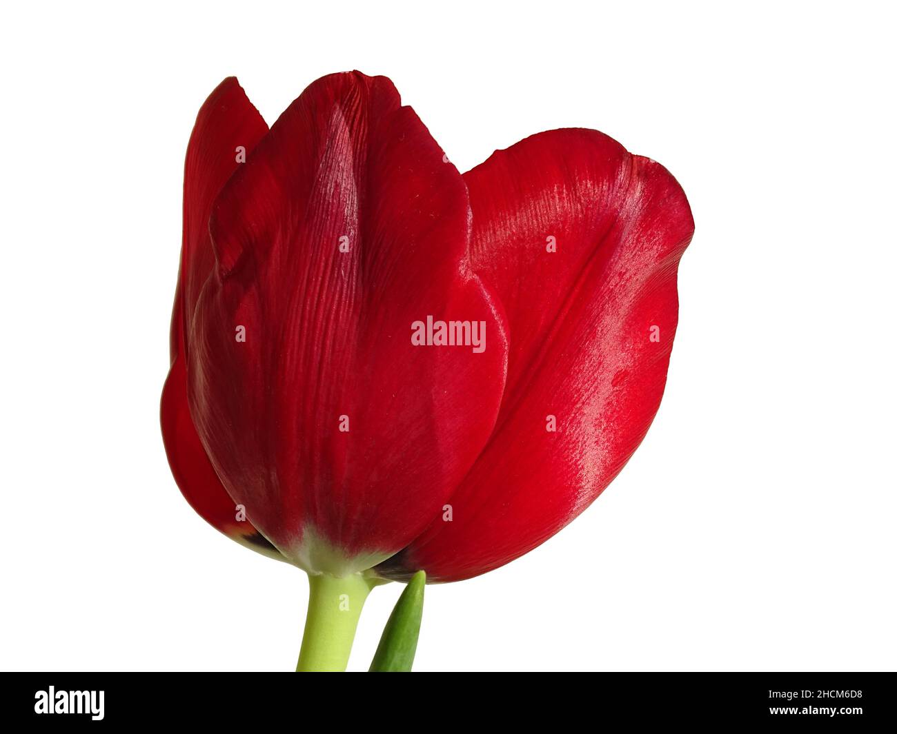 Rote Tulpe isoliert auf weißem Hintergrund Stockfoto