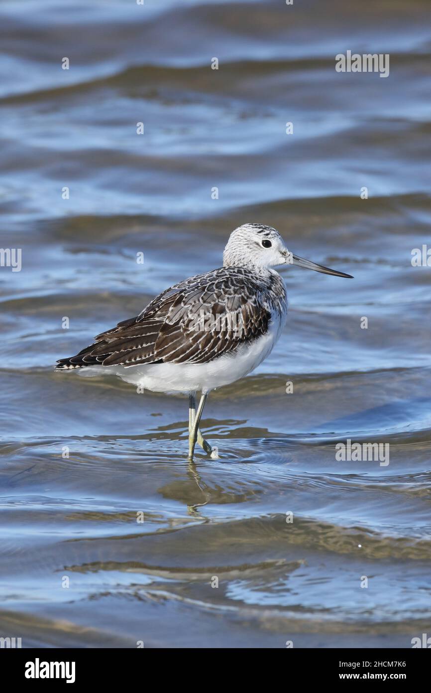 Greenshank war bereits im September im nicht brütenden Gefieder und ernährte sich im seichten Wasser des RSPB-Reservats bei Leighton Moss. Stockfoto