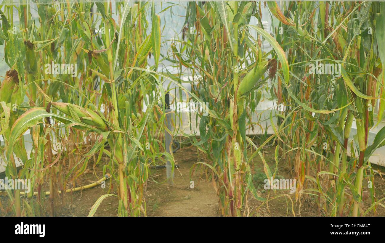 Gewächshaus-Station oben offene Kammern Klimawandel Wissenschaft Forschung, Mais Mais Zea mays Pflanzen Ohr für wissenschaftliche über Genetik und Gene, sehr modern Stockfoto