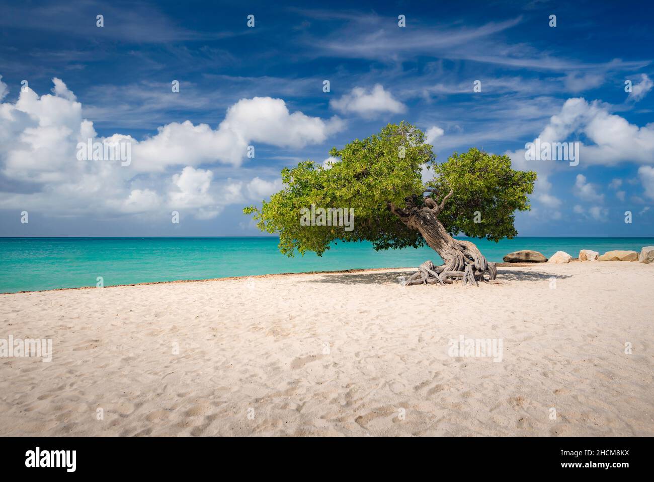 Ein vom Wind getragener, ikonischer Divi-Baum an einem weißen Sandstrand von Aruba an einem schönen, sonnigen Tag. Stockfoto