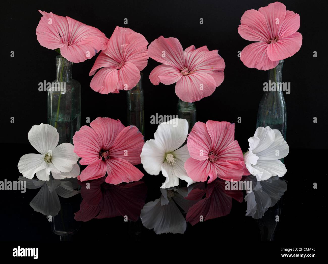 lavatera und Kosmos Panorama Stockfoto