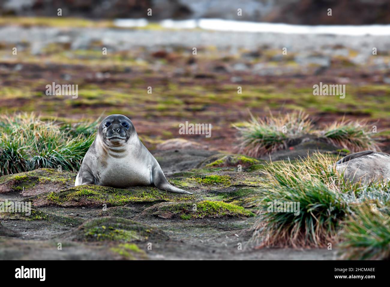 Eine kleine Robbe auf einem schlammigen Gebiet in Südgeorgien Stockfoto