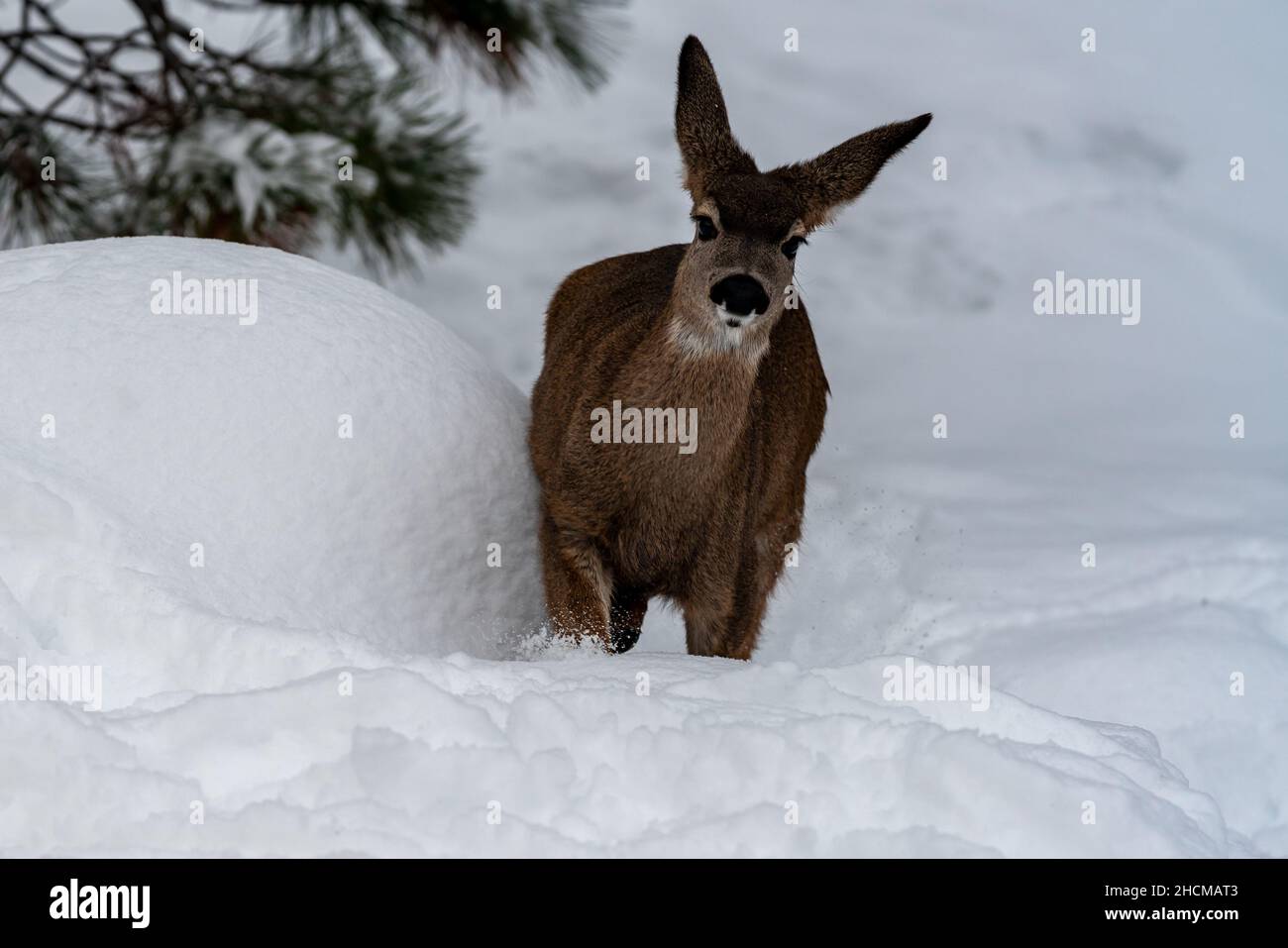 Weißschwanzhirse beim Laufen im Schnee. Oregon, Ashland, Cascade Siskiyou National Monument, Winter Stockfoto