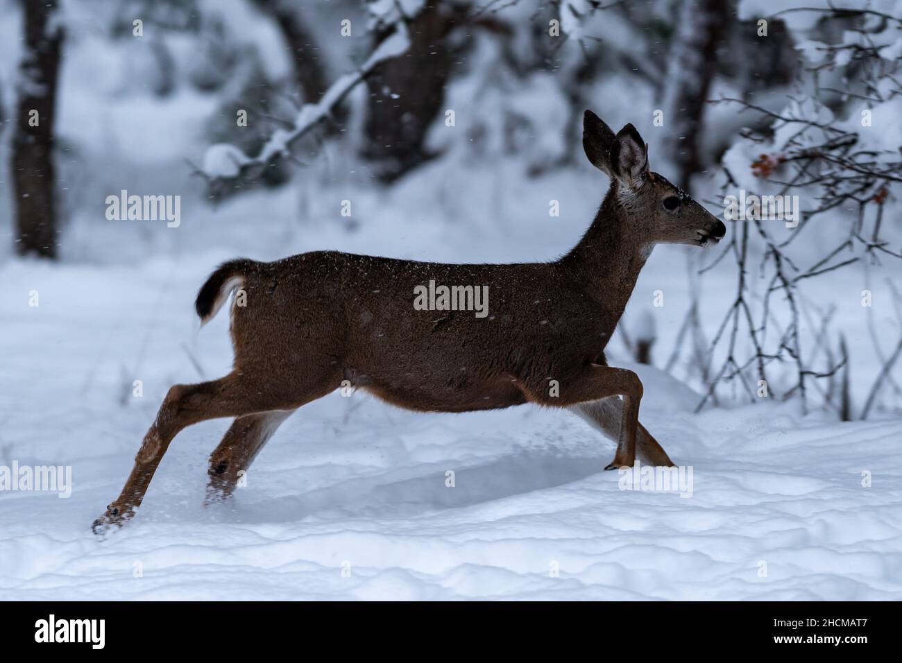 Weißschwanzhirse beim Laufen im Schnee. Oregon, Ashland, Cascade Siskiyou National Monument, Winter Stockfoto
