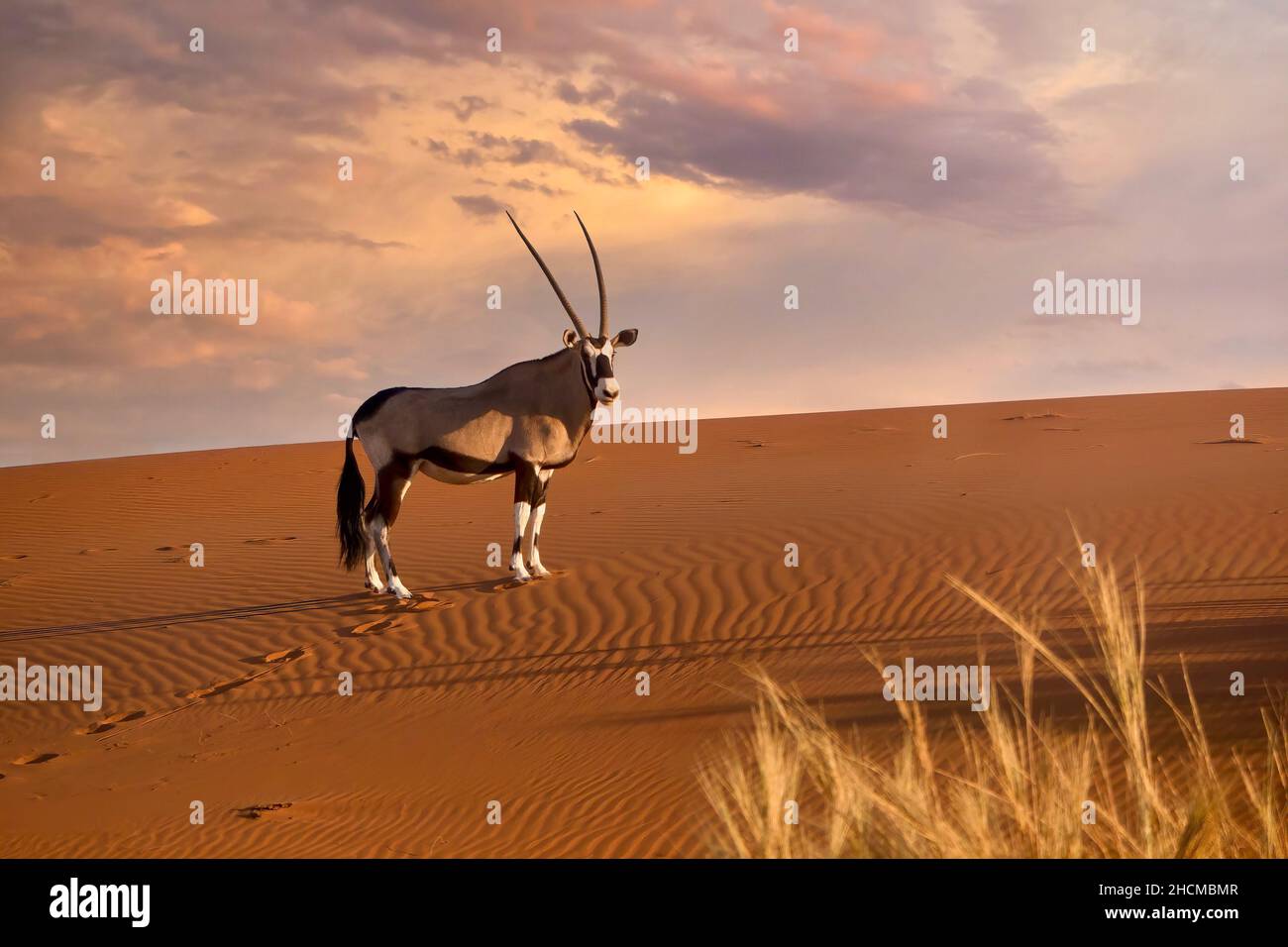 Seitenansicht eines wunderschönen Oryx (Oryx gazella), der bei Sonnenuntergang in Sossusvlei, der Namib-Wüste, in der Nähe des Rückens einer roten Sanddüne steht. Stockfoto