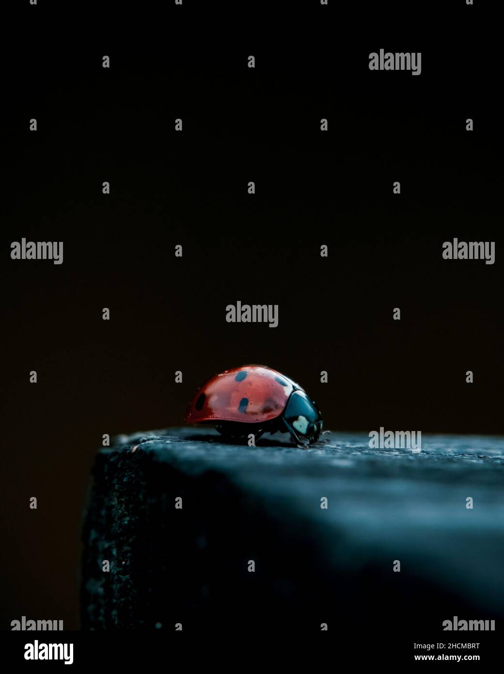 Nahaufnahme eines Marienkäfer auf einer hölzernen Oberfläche. Hochwertige Fotos Stockfoto