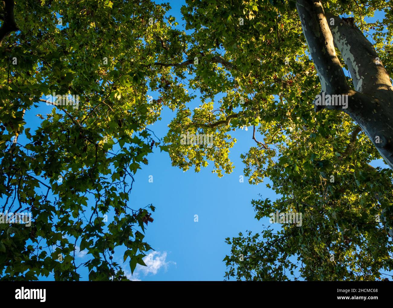 Blauer Himmel durch Platanenbaumdach, aufgenommen in Südfrankreich an einem sonnigen Sommernachmittag ohne Menschen Stockfoto