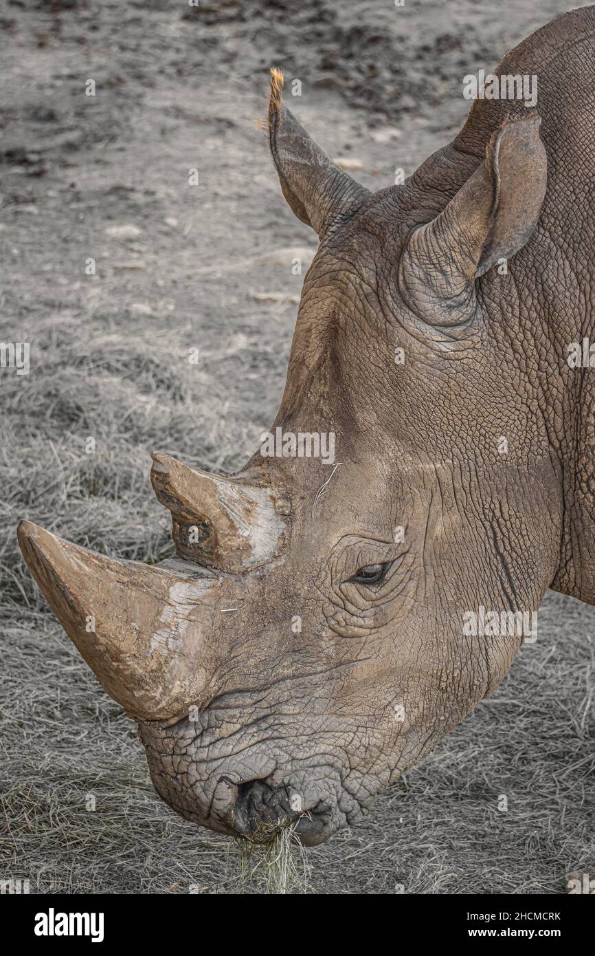 Vertikale Nahaufnahme eines Nashornportraits, das trockenes Gras im Zoo frisst Stockfoto