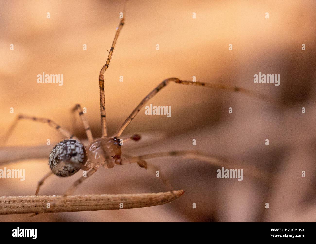 Selektive Fokusaufnahme einer haymaker-Spinne Stockfoto