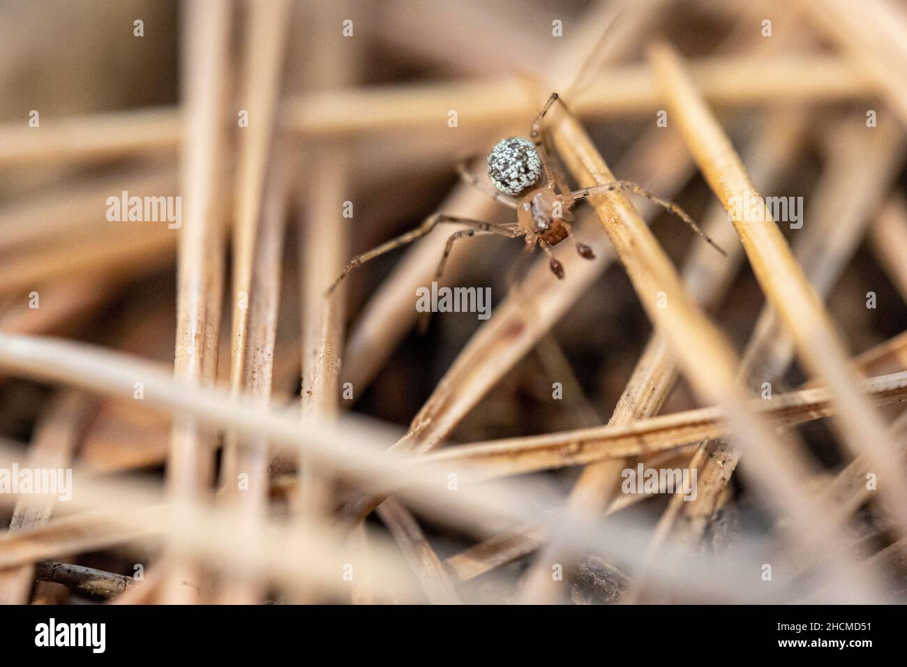 Selektive Fokusaufnahme einer haymaker-Spinne Stockfoto
