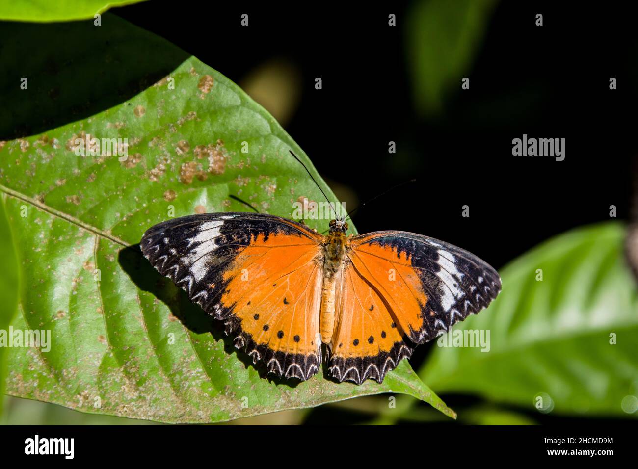 Der männliche Leopardschnäffer (Cethosia cyane) ist eine Art von heliconiinem Schmetterling, der von Indien bis nach Südchina und Indochina gefunden wird. Stockfoto