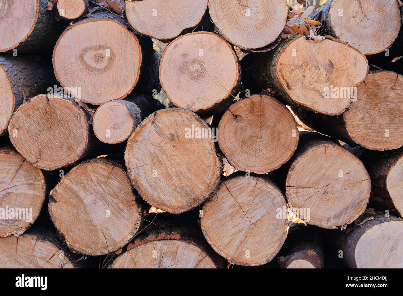 Holzstapel frisch geschnittene Kiefernstämme in Sägewerk. Natürlicher Holzhintergrund, Nahaufnahme von gehacktem Brennholz. Gestapeltes Brennholz. Stapel von Holzstämmen. Stockfoto