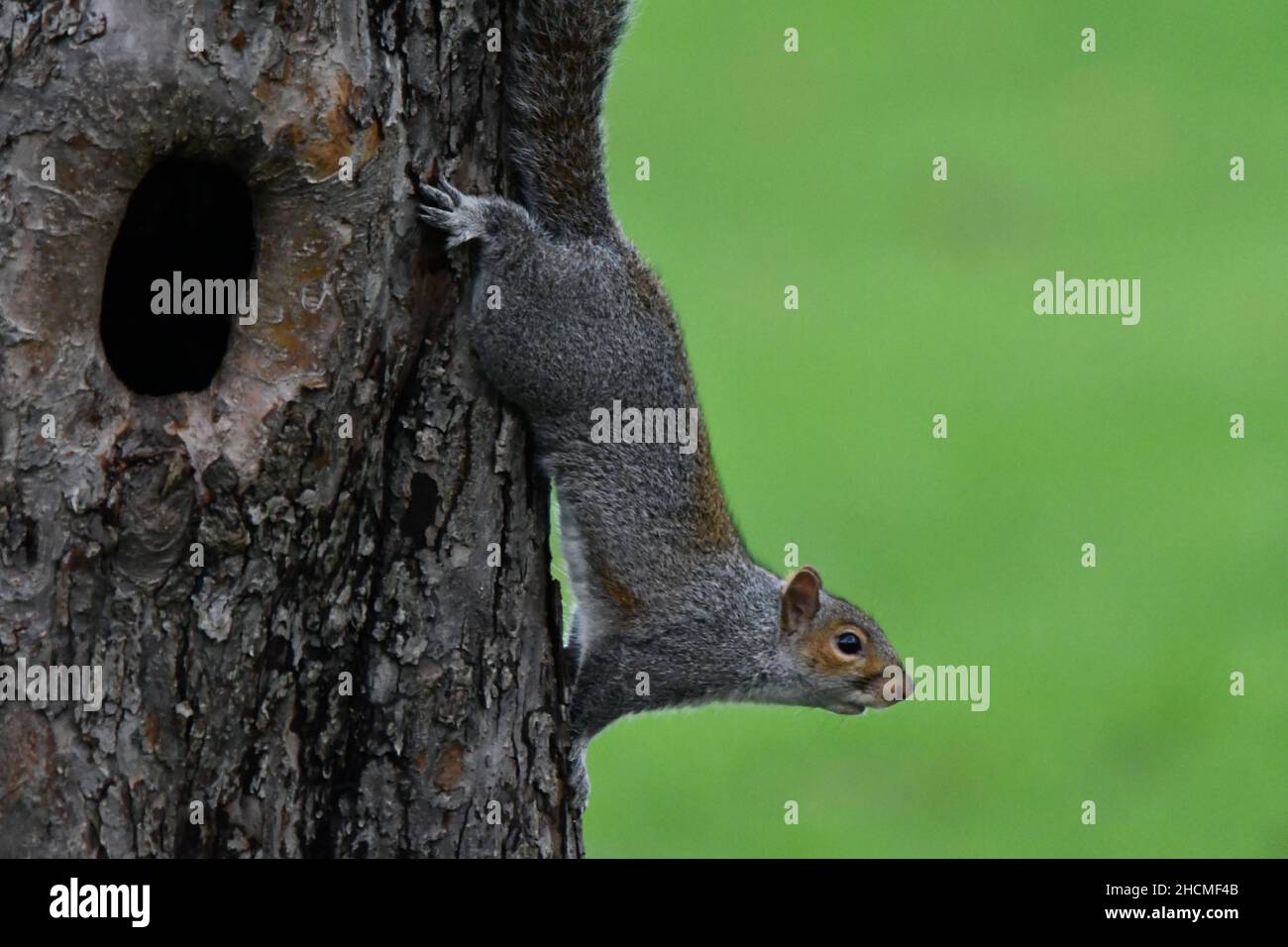 Ein graues Eichhörnchen, Scirurus Carolinensis, das auf der Seite eines Apfelbaums steht und bereit ist, sich zu stürzen Stockfoto