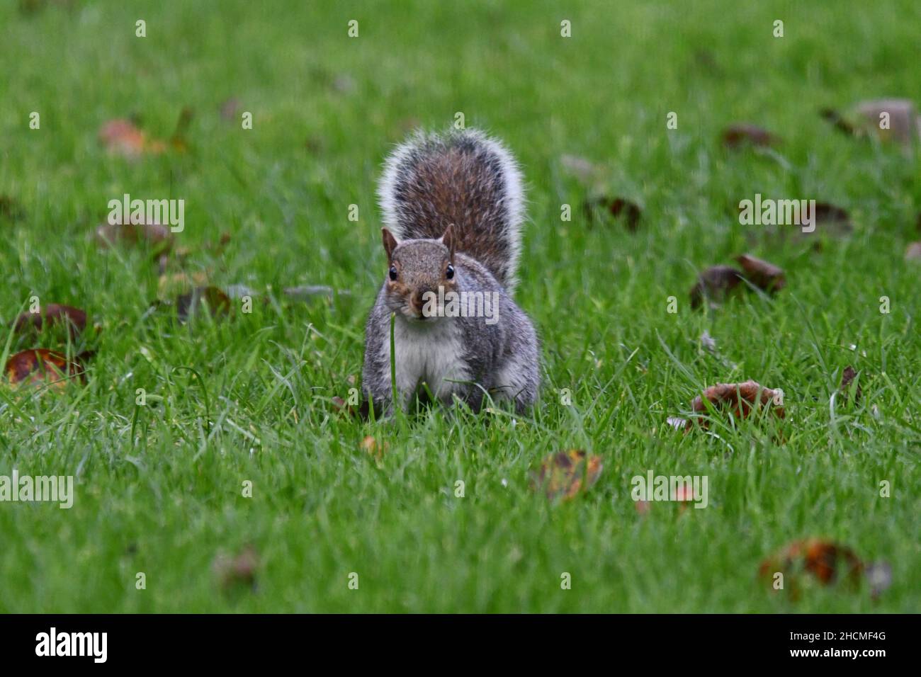 Ein graues Eichhörnchen, Sciurus carolinensis, das mit erhobenem buschigen Schwanz die Kamera anschaut und auf grünem Gras mit herbstlichen Blättern sitzt Stockfoto