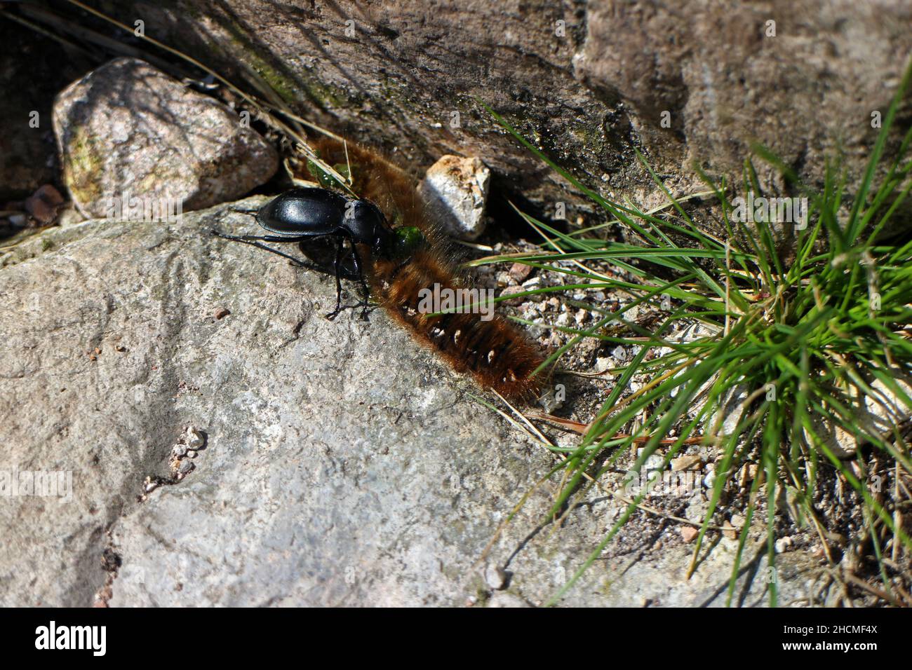 Beetle greift eine Raupe auf dem Weg nach Buchaille Etive Mor, Glencoe, Schottland an Stockfoto