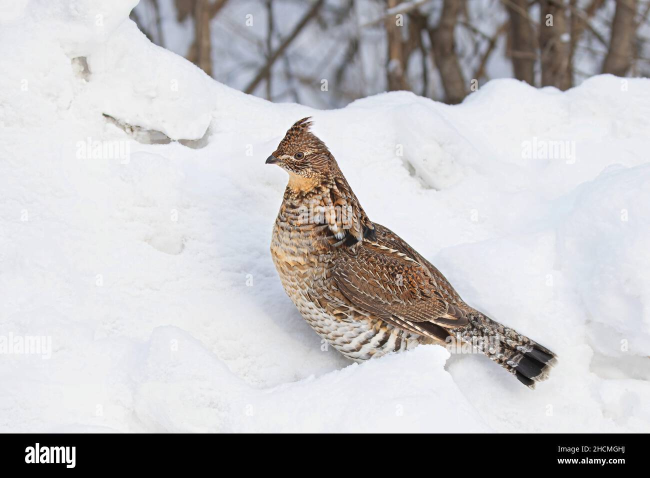 Im Winterschnee in Ottawa, Kanada, wandern die Muschelhühner herum Stockfoto