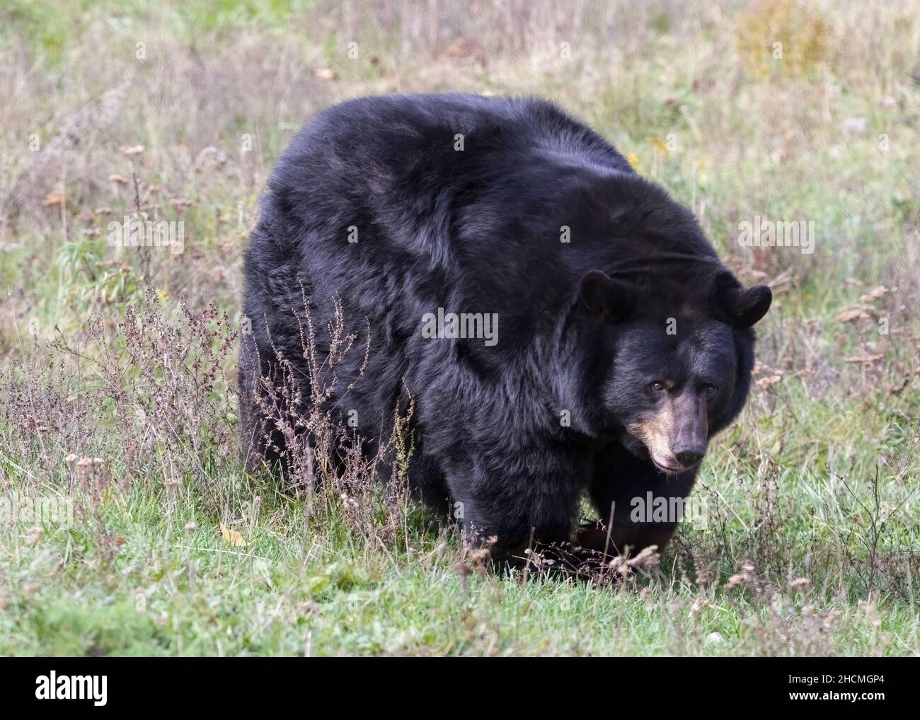 Sehr großer amerikanischer Schwarzbär, der im Grasfeld läuft und den Betrachter anschaut Stockfoto