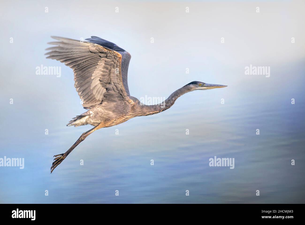 Ein wunderschöner Blaureiher, der bei Sonnenaufgang in Ottawa, Kanada, fliegt Stockfoto